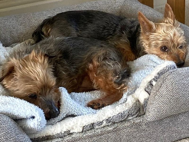 Maisie | Terrier (Yorkshire) | Darlington - 2