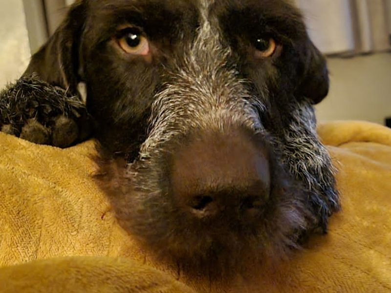 Tosca | Pointer (German Wirehaired) | Salisbury (Wiltshire) - 1