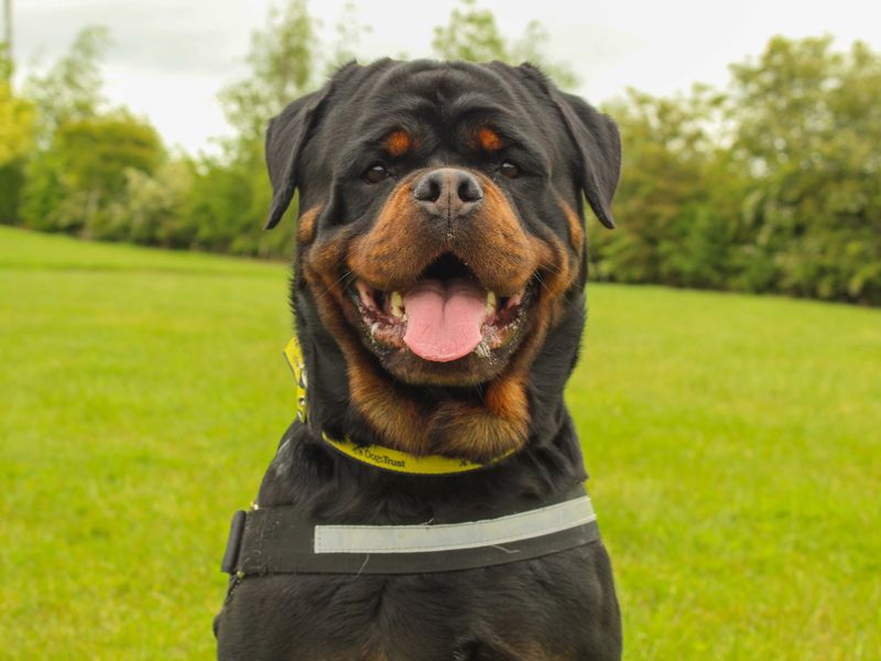 Rolo - Image 3 of 3