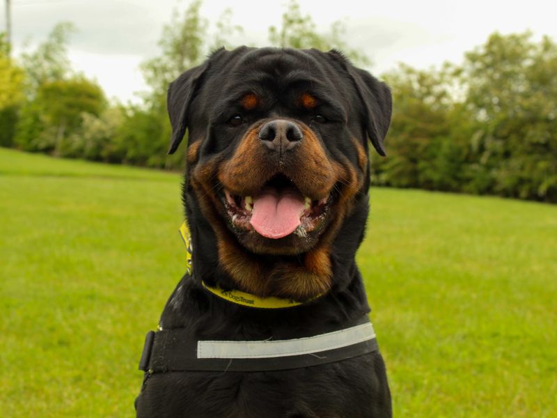 Rolo - Image 2 of 3
