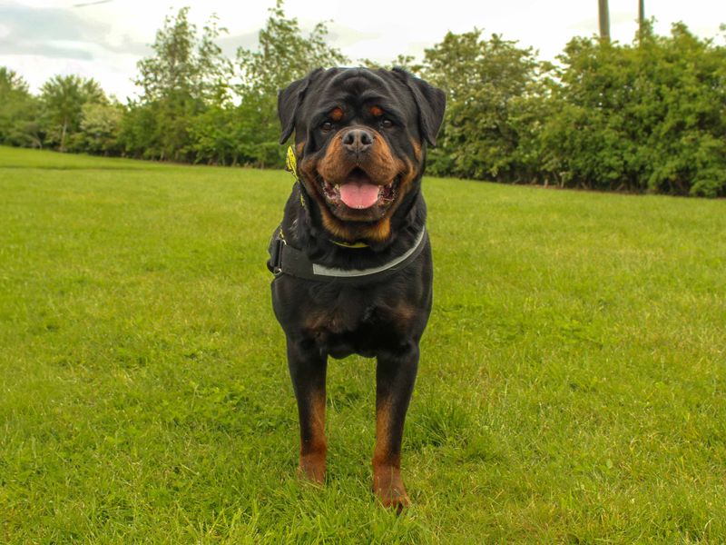 Rolo