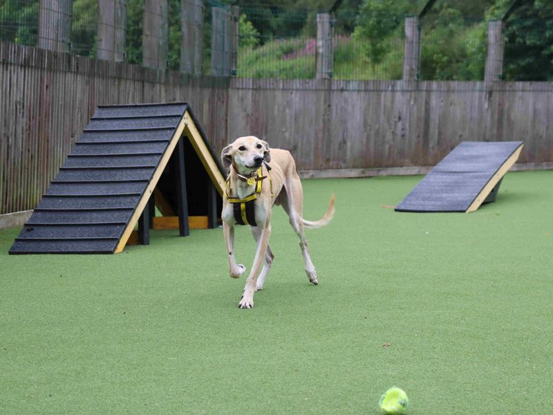 Noodle | Saluki | Glasgow - 2