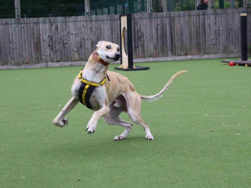 Noodle | Saluki | Glasgow - 3