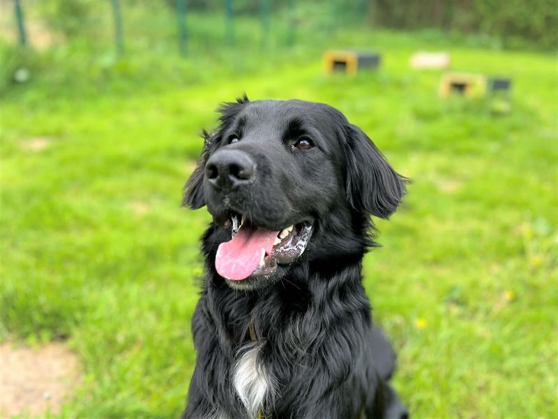 Jack | Spaniel (Cocker) Cross | Bridgend (Wales) - 1