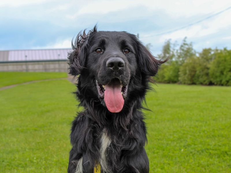 Jack | Spaniel (Cocker) Cross | Darlington - 3