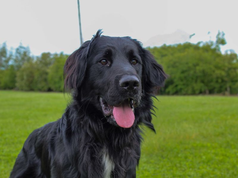 Jack | Spaniel (Cocker) Cross | Darlington - 4