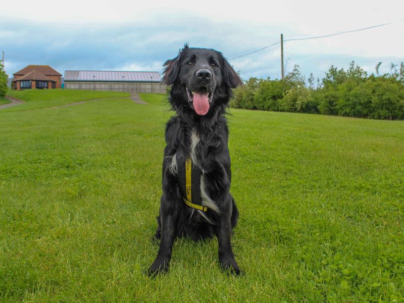Jack | Spaniel (Cocker) Cross | Darlington - 5