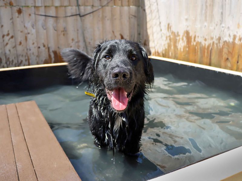 Jack | Spaniel (Cocker) Cross | Darlington - 1