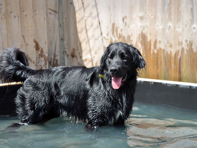 Jack | Spaniel (Cocker) Cross | Darlington - 2