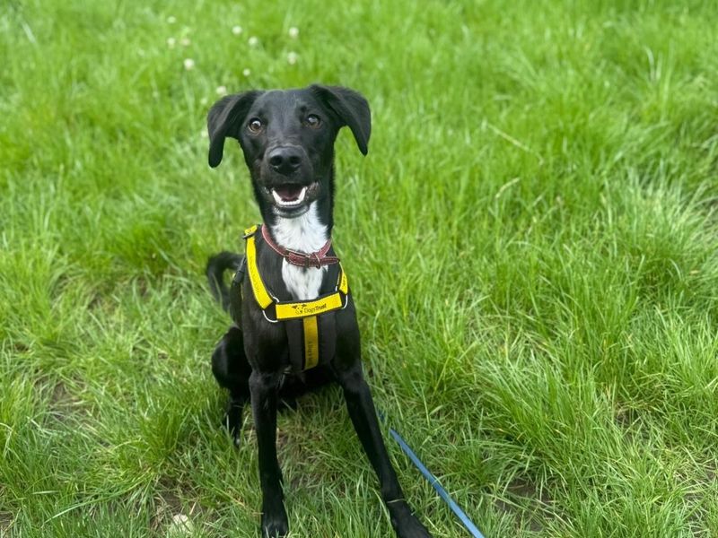 undefined | Whippet Cross | undefined - 1