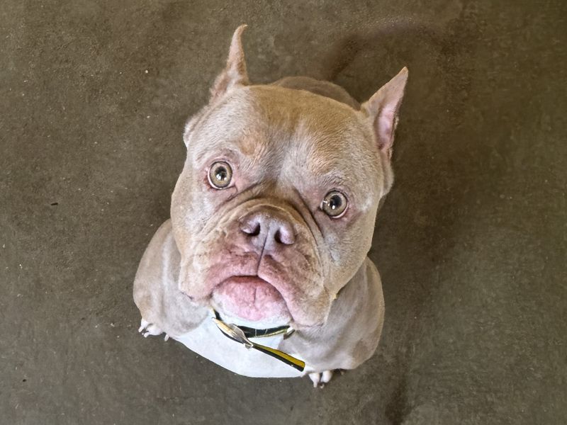 Nadia | American Bully Pocket | Basildon (Essex) - 1