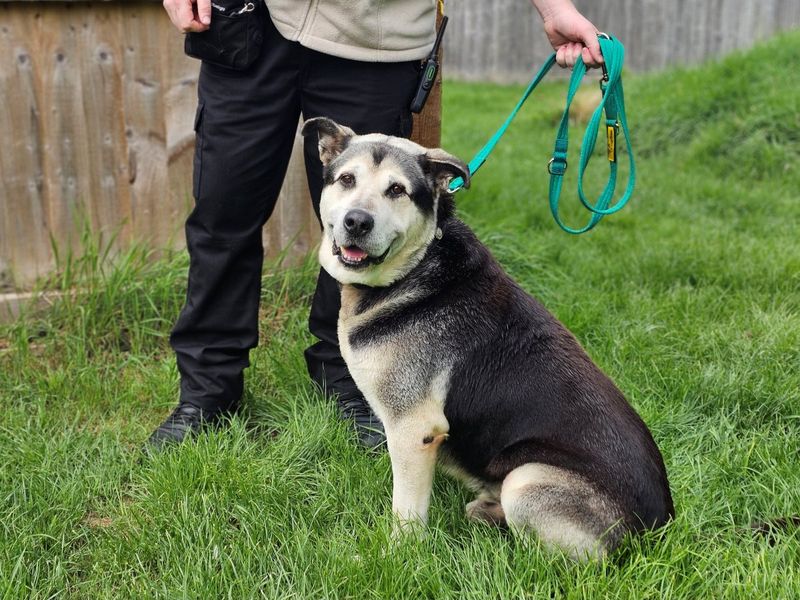 Diesel | Siberian Husky Cross | Evesham (Worcestershire) - 1