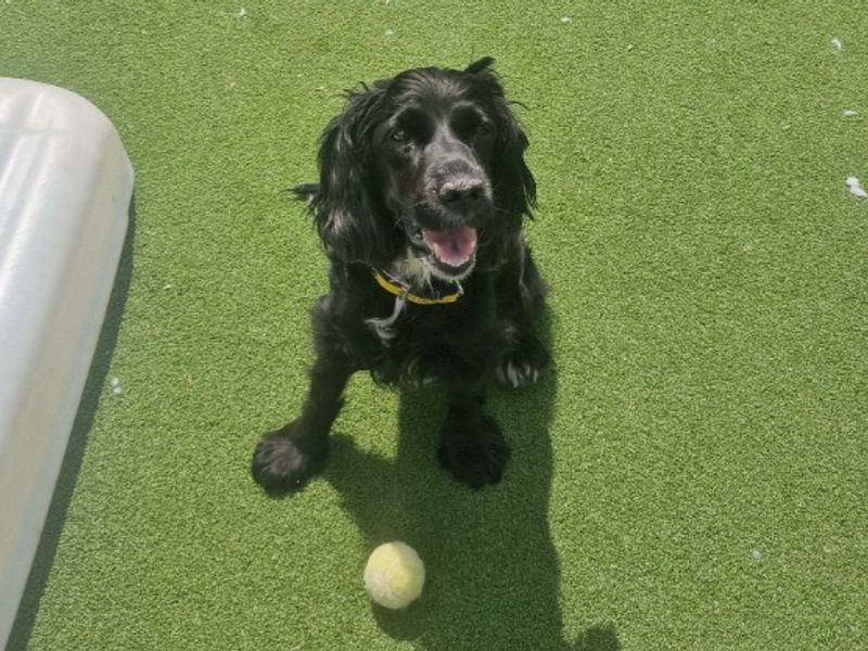 Molly - Image 3 of 5