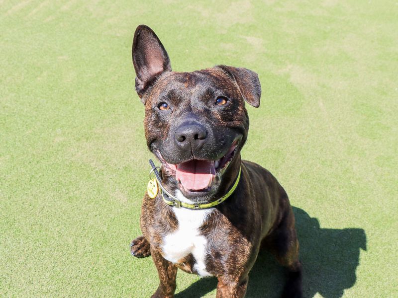 Dandy | Terrier (Staffordshire Bull) Cross | Evesham (Worcestershire) - 1