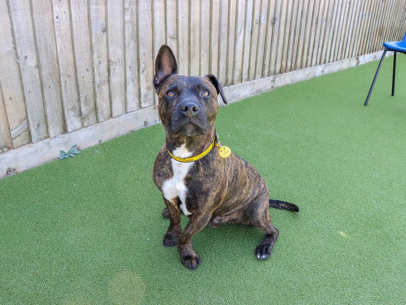 Dandy | Terrier (Staffordshire Bull) Cross | Evesham (Worcestershire) - 2