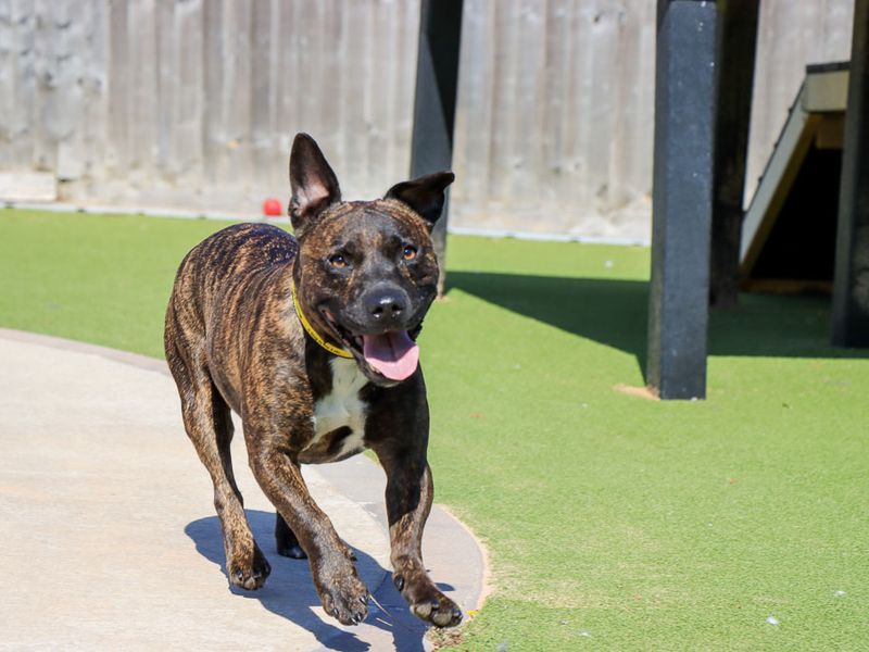 Dandy | Terrier (Staffordshire Bull) Cross | Evesham (Worcestershire) - 5