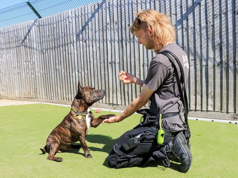 Dandy | Terrier (Staffordshire Bull) Cross | Evesham (Worcestershire) - 3