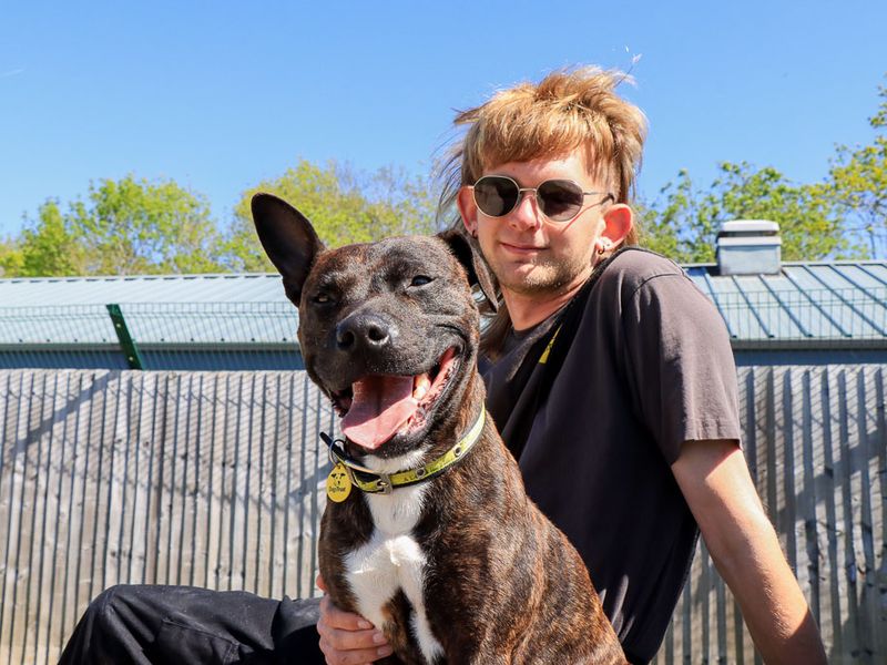 Dandy | Terrier (Staffordshire Bull) Cross | Evesham (Worcestershire) - 6