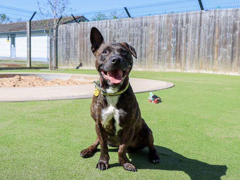 Dandy | Terrier (Staffordshire Bull) Cross | Evesham (Worcestershire) - 7