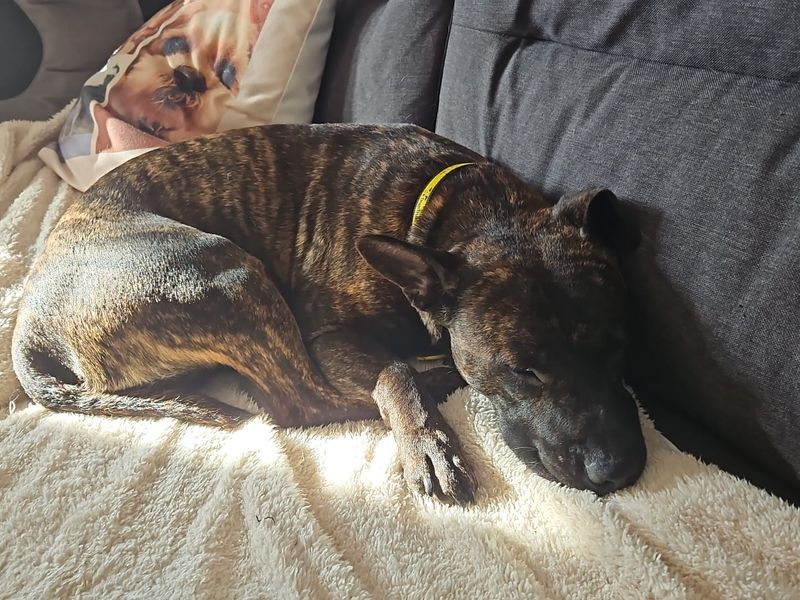 Dandy | Terrier (Staffordshire Bull) Cross | Evesham (Worcestershire) - 9