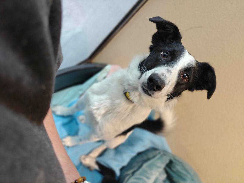 Patricia | Collie (Border) | Cardiff - 1