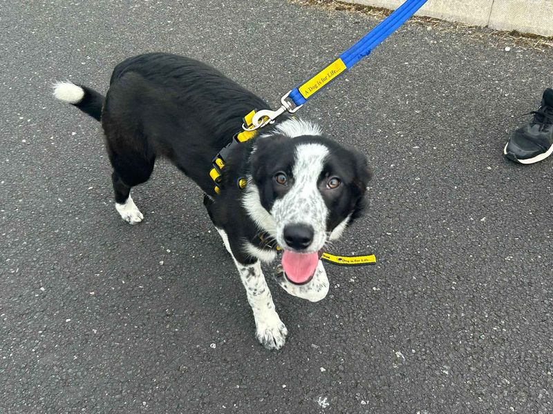 undefined | Collie (Border) | undefined - 3