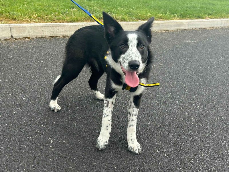 Annie | Collie (Border) | Cardiff - 1