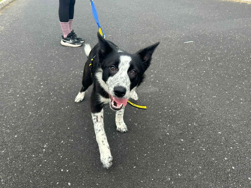 undefined | Collie (Border) | undefined - 2