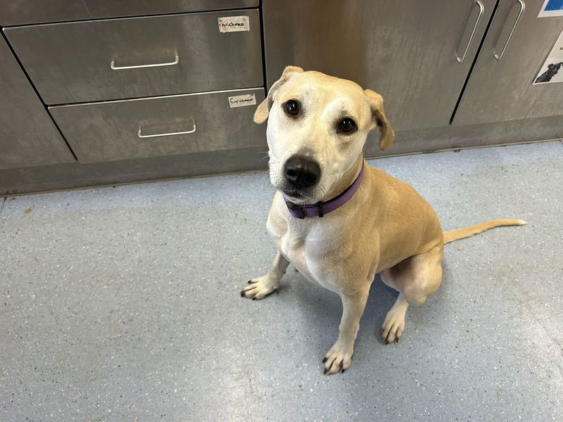 Sandy | Retriever (Labrador) Cross | Cardiff - 1