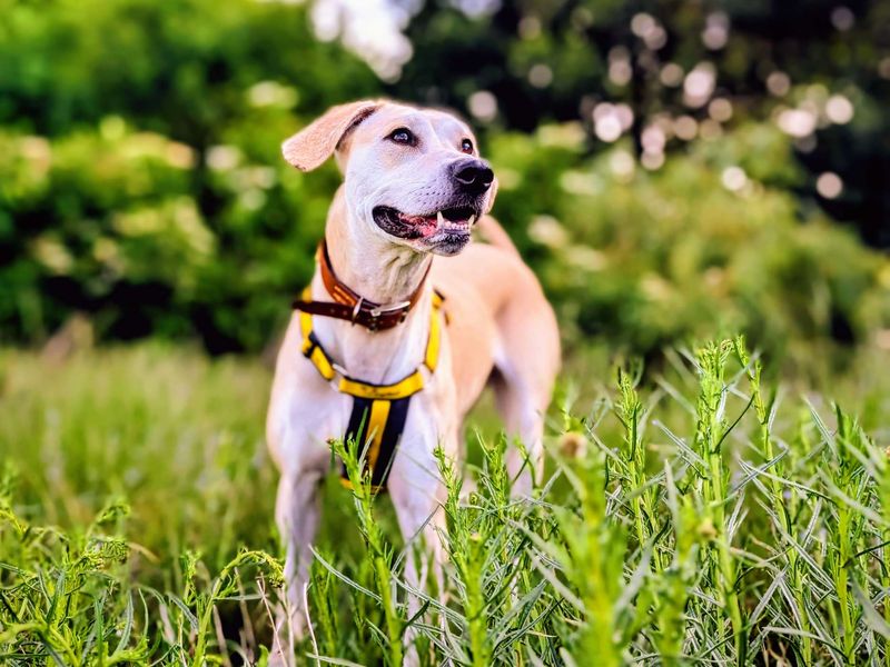 undefined | Retriever (Labrador) Cross | undefined - 2