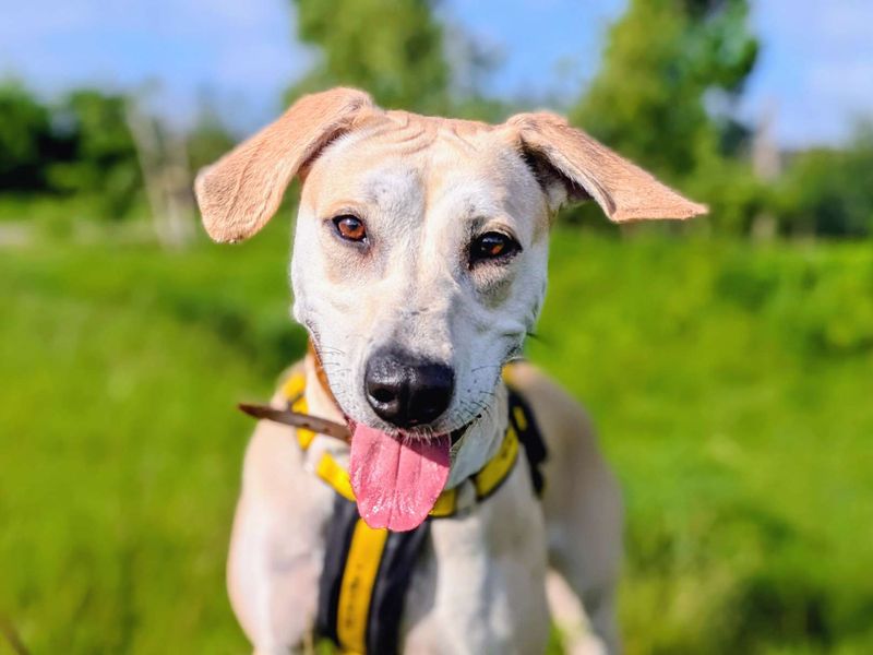 undefined | Retriever (Labrador) Cross | undefined - 7
