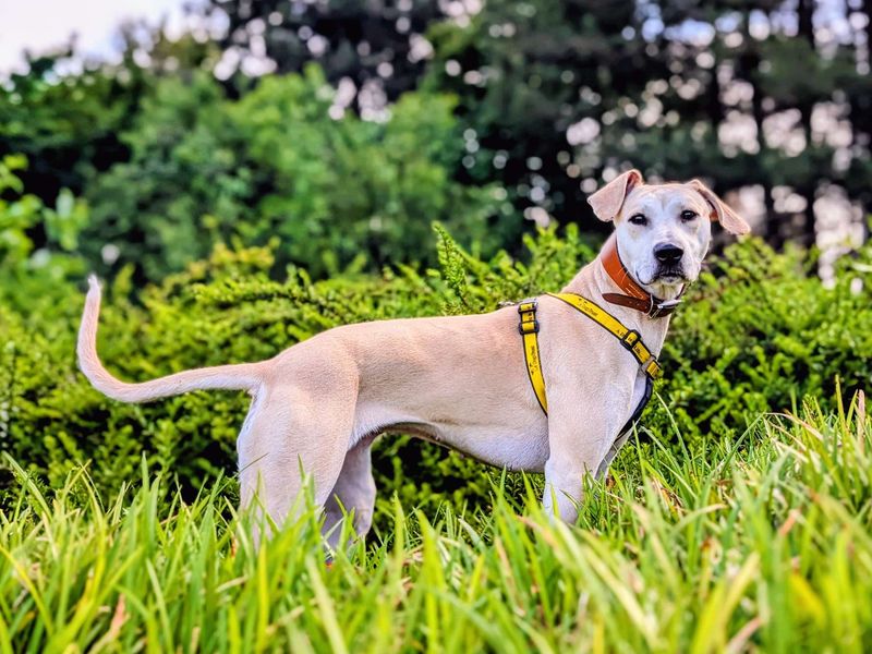 undefined | Retriever (Labrador) Cross | undefined - 4