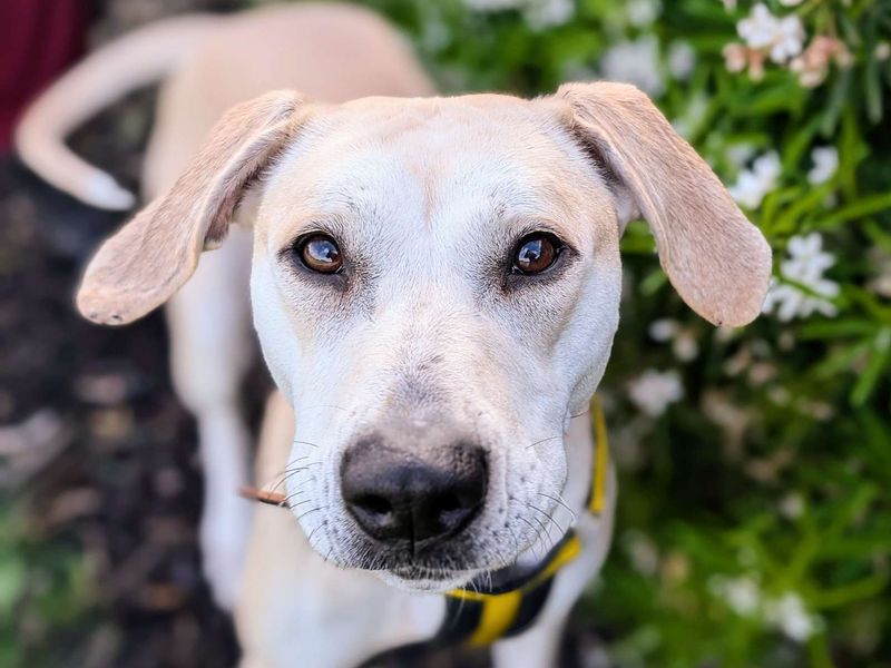 undefined | Retriever (Labrador) Cross | undefined - 3