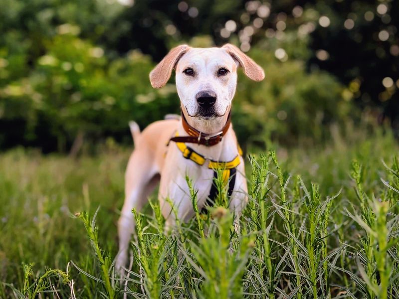 undefined | Retriever (Labrador) Cross | undefined - 8
