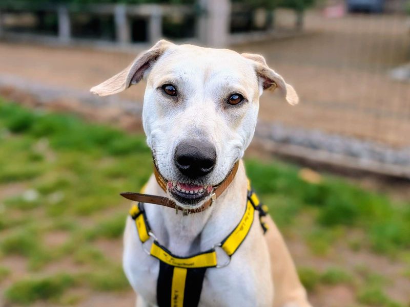 undefined | Retriever (Labrador) Cross | undefined - 9