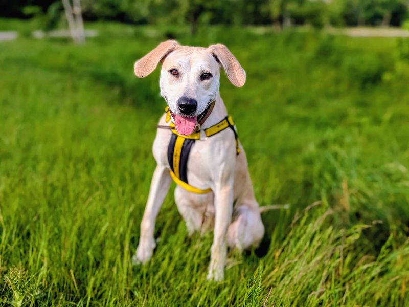 undefined | Retriever (Labrador) Cross | undefined - 6
