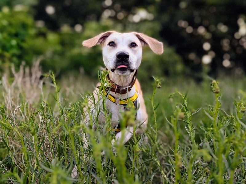 undefined | Retriever (Labrador) Cross | undefined - 5