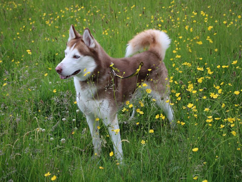 Siberian Husky Dogs And Puppies For Adoption