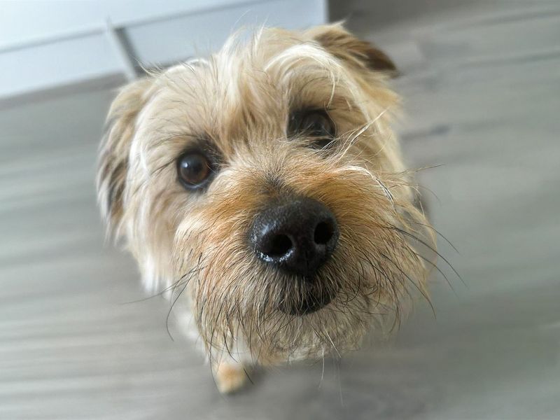 Winnie | Terrier (Yorkshire) Cross | Basildon (Essex) - 1
