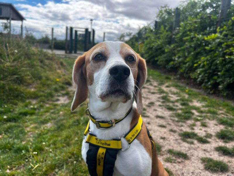 Beagle Dogs And Puppies For Adoption