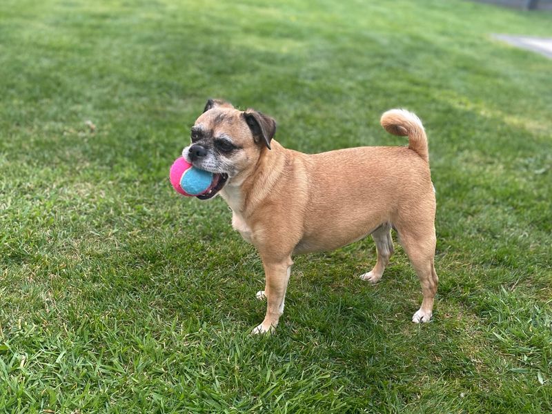 Ruby - Image 2 of 2