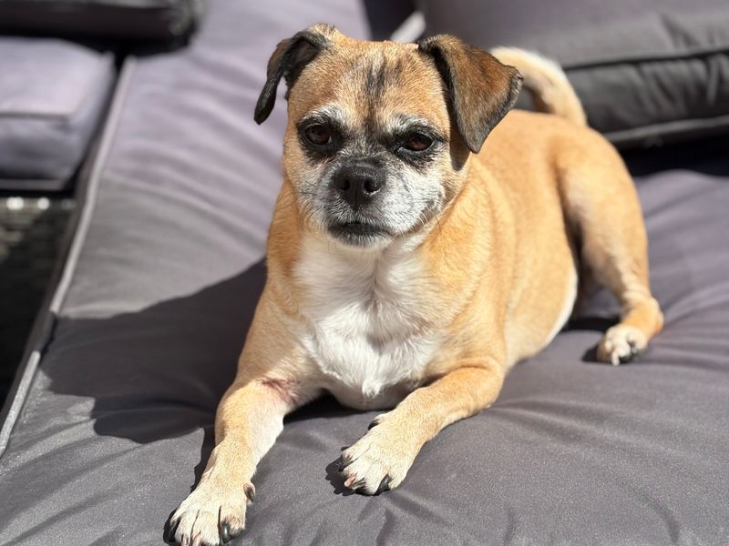 Pug Dogs And Puppies For Adoption