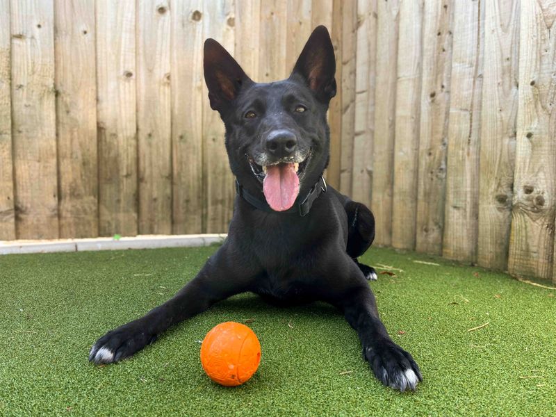 Shadow | Belgian Shepherd Dog (Malinois) | Darlington - 4