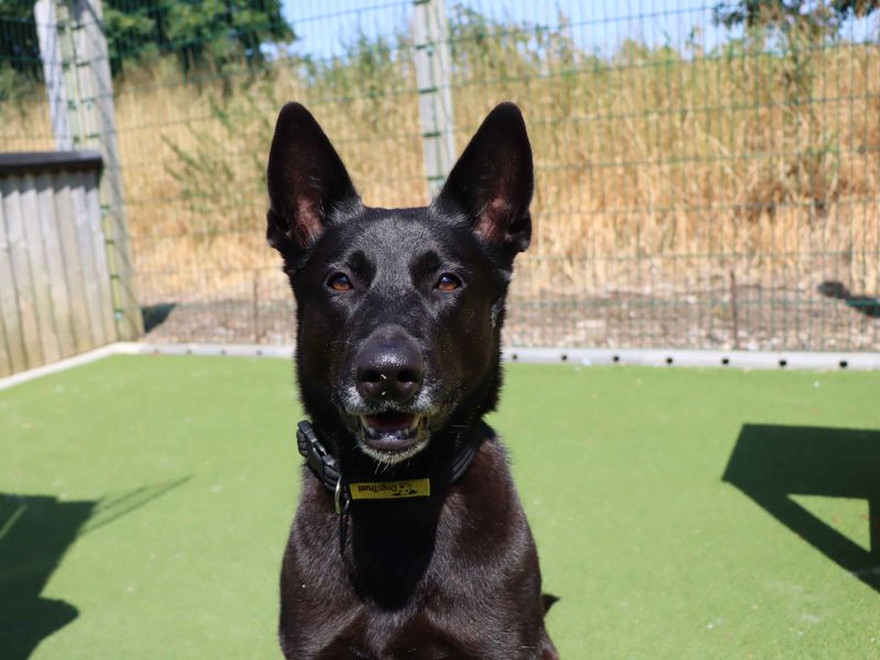 Shadow | Belgian Shepherd Dog (Malinois) | Darlington - 2