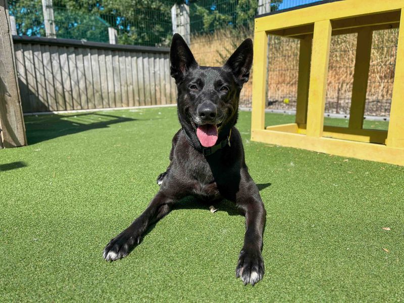 Shadow | Belgian Shepherd Dog (Malinois) | Darlington - 1
