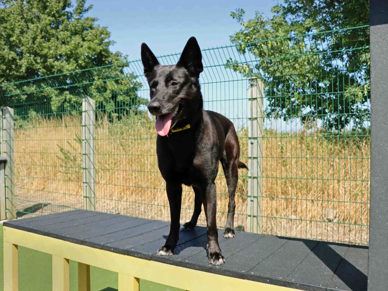 Shadow | Belgian Shepherd Dog (Malinois) | Darlington - 5