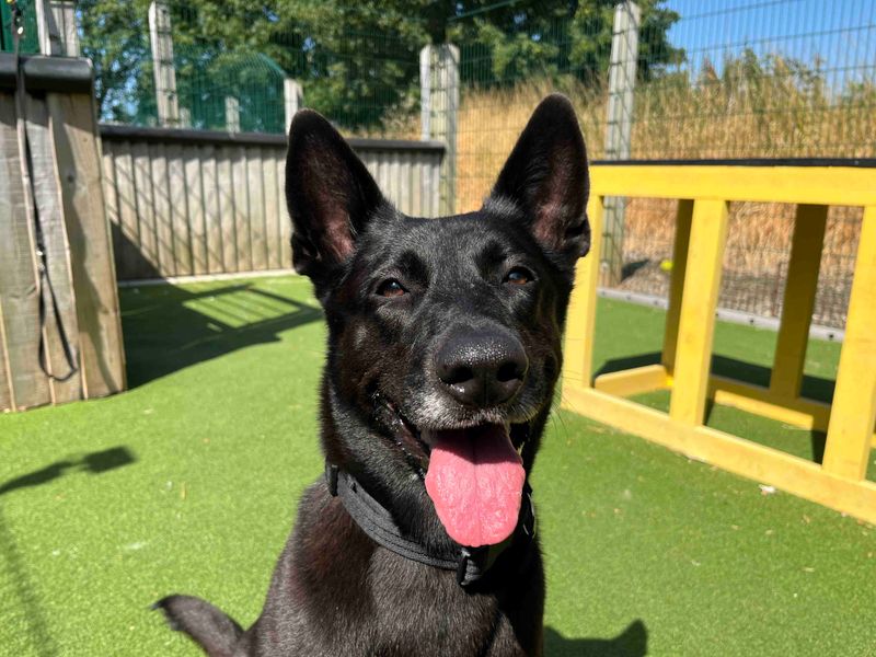 Shadow | Belgian Shepherd Dog (Malinois) | Darlington - 3