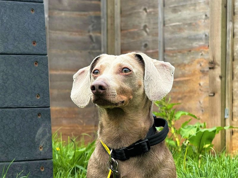 Hank | Dachshund (Kaninchen/Rabbit, Smooth Haired) | Bridgend (Wales) - 1