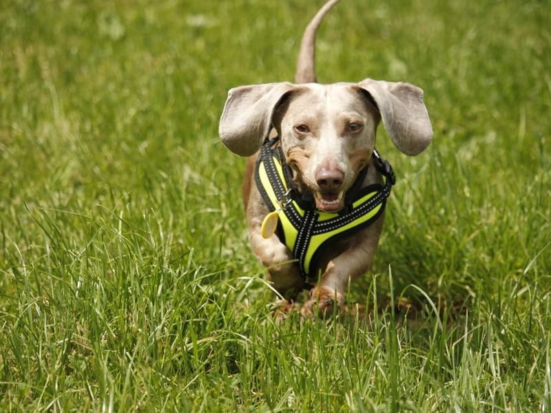 undefined | Dachshund (Kaninchen/Rabbit, Smooth Haired) | undefined - 7