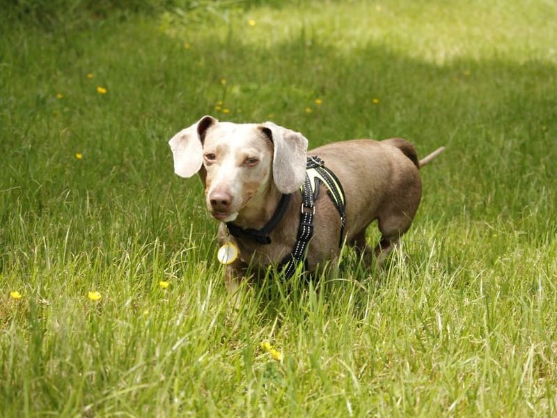 undefined | Dachshund (Kaninchen/Rabbit, Smooth Haired) | undefined - 5